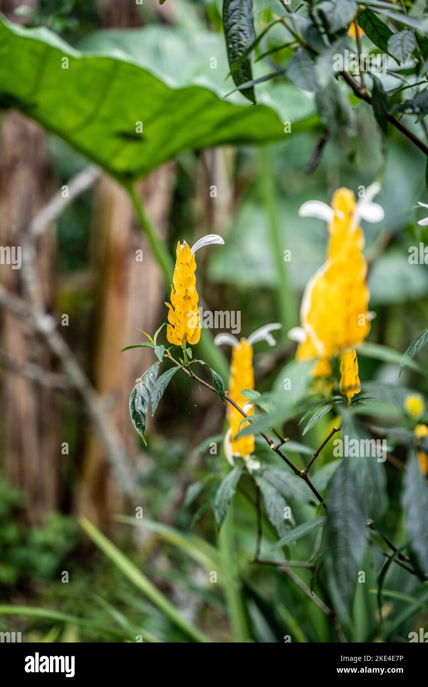 Pachystachys lutea Nees - Gelbohrige Dickohren im Dschungel von bali, indonesien. Stockfoto