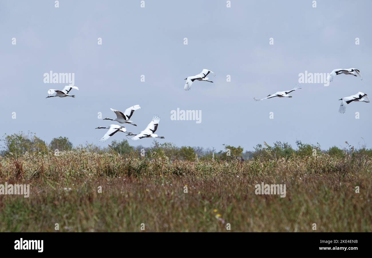 (221110) -- YANCHENG, 10. November 2022 (Xinhua) -- Rotkräne fliegen im Jiangsu Yancheng Wetland and Rare Birds National Nature Reserve in Yancheng, Ostchina Provinz Jiangsu, 8. November 2022. Die Stadt Yancheng mit einer Küstenlinie von 582 Kilometern und 769.700 Hektar Feuchtgebiet ist ein lebenswichtiger Überwinterungsort für Vögel. Die Vogelwanderungsschutzgebiete entlang der Küste des Golfs von Bohai (Phase I) in Yancheng wurden 2019 von der Organisation der Vereinten Nationen für Bildung, Wissenschaft und Kultur (UNESCO) in die Liste des Weltkulturerbes aufgenommen. (Xinhua/Yang Lei) Stockfoto