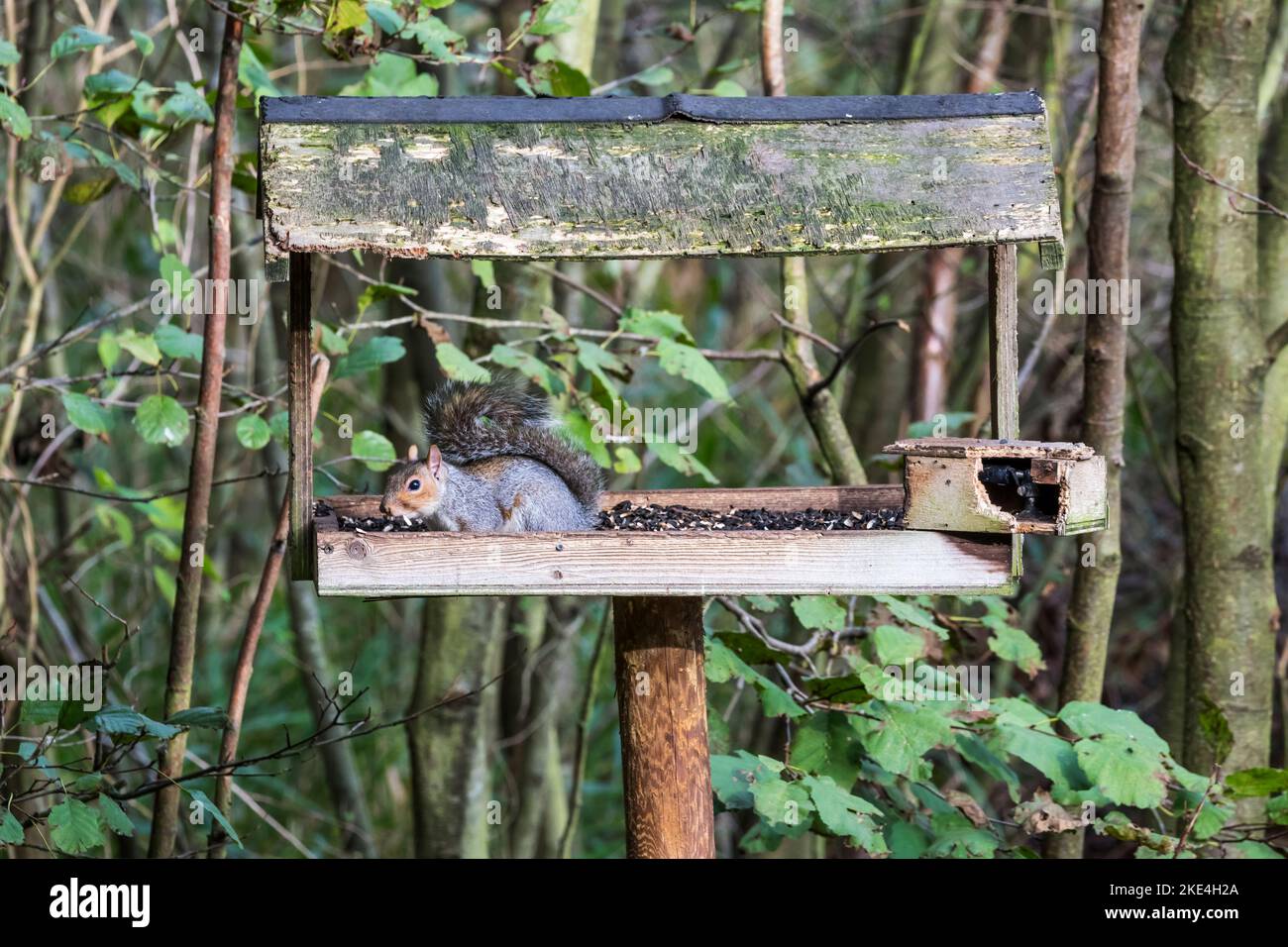 Ein graues Eichhörnchen, Sciurus carolinensis, nimmt Nahrung von einem Vogeltisch in Norfolk. Stockfoto