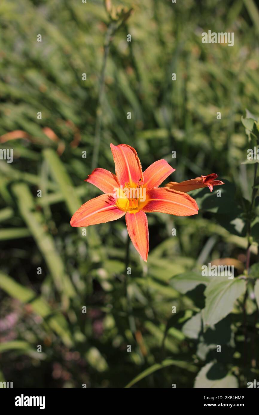 Sommer-Tiger-Lilie wächst im Sommer Blumengarten. Stockfoto