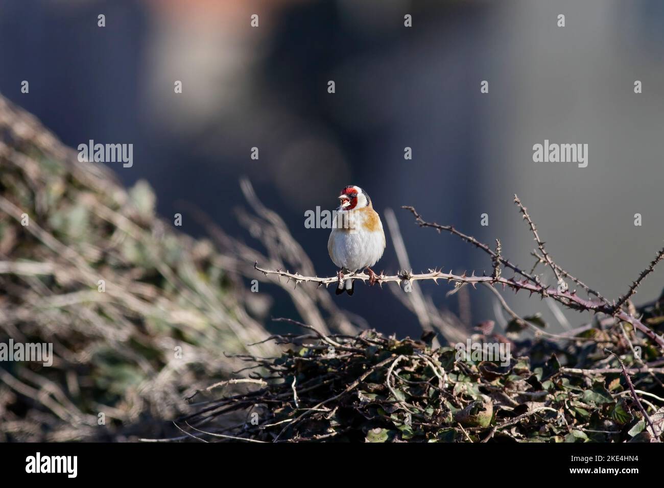 Goldfinch singt auf einer nordportugiesischen Küstenwiese Stockfoto