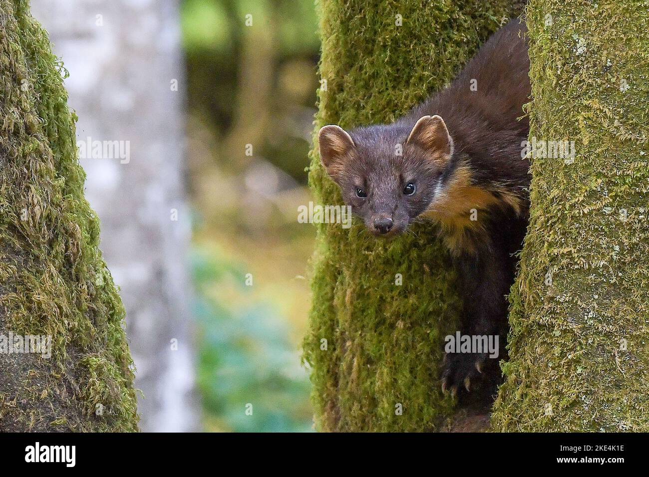 Baummarder Stockfoto