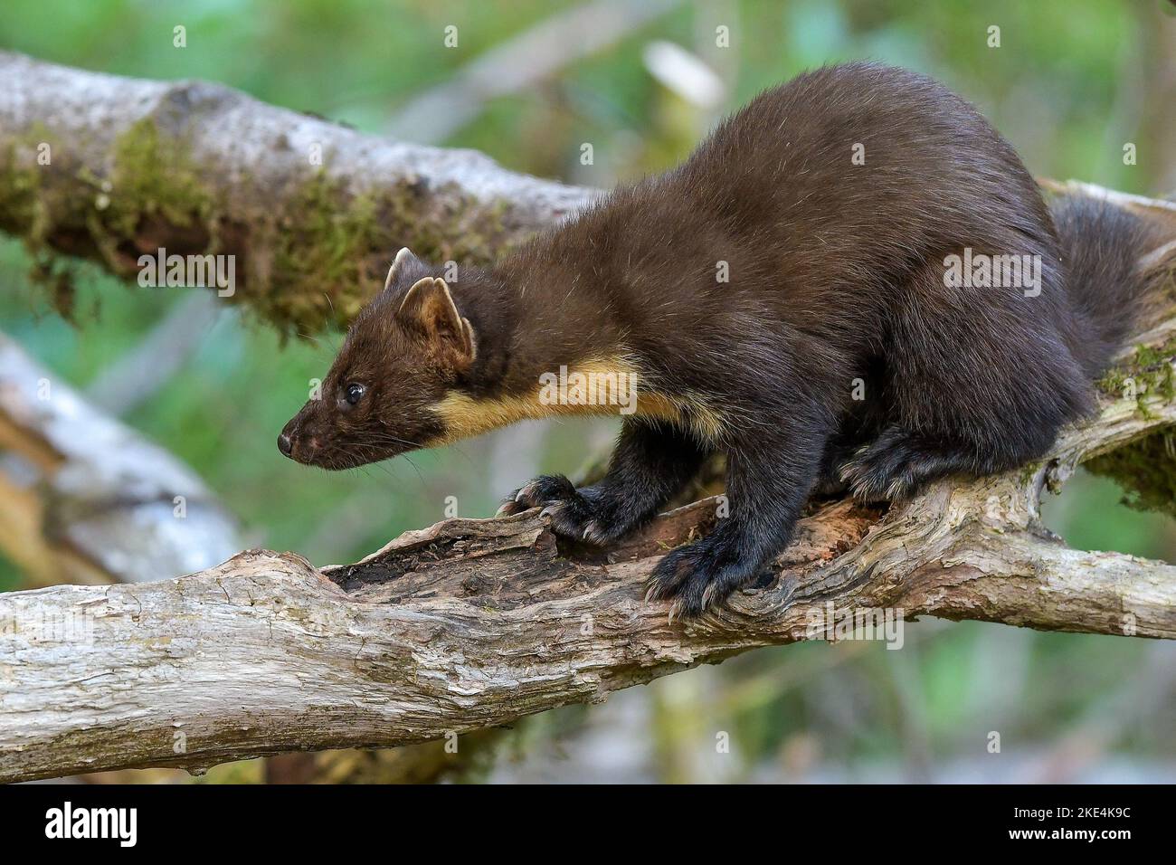 Welsh Pine Marten Stockfoto