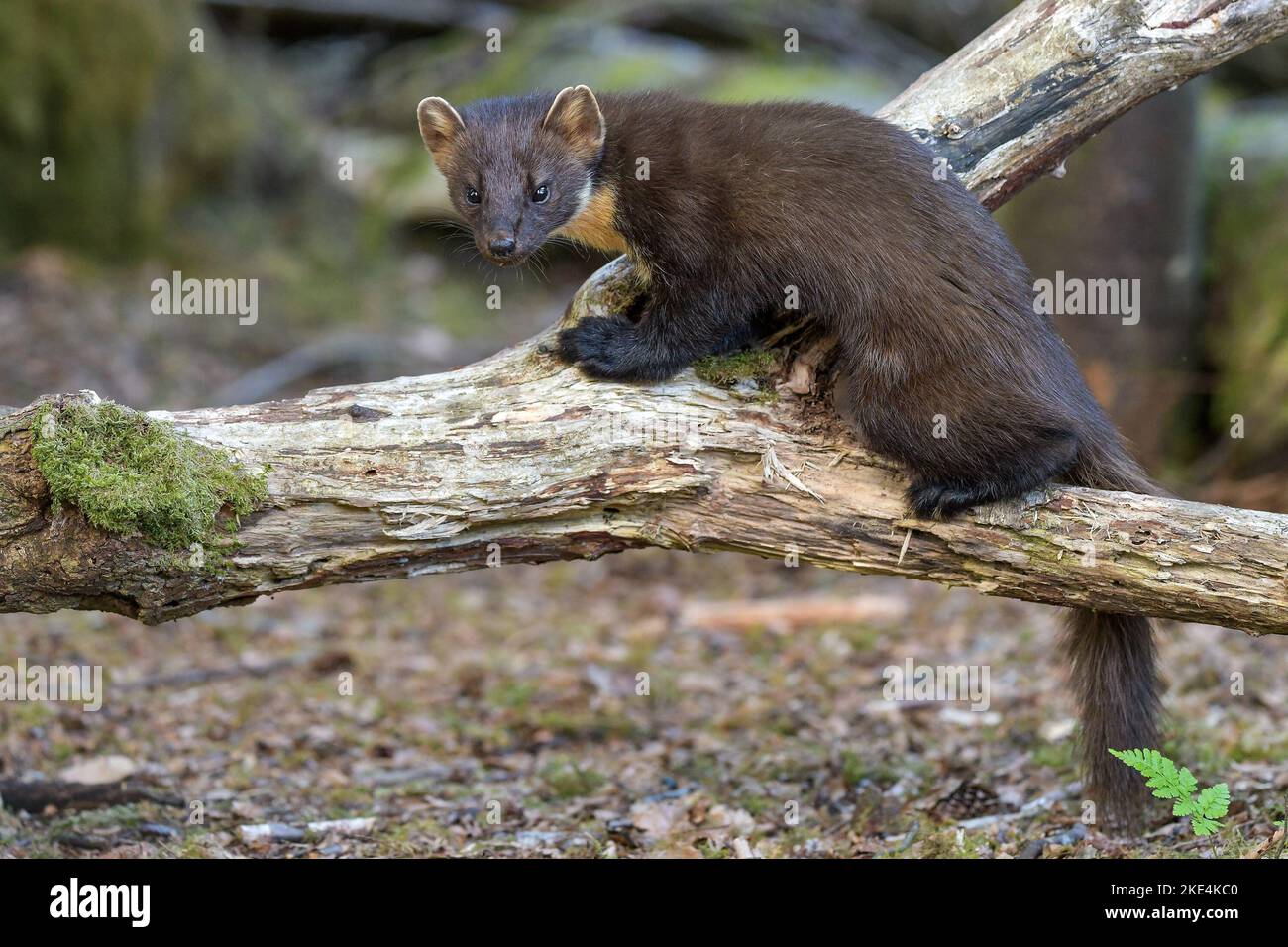 Baummarder Stockfoto