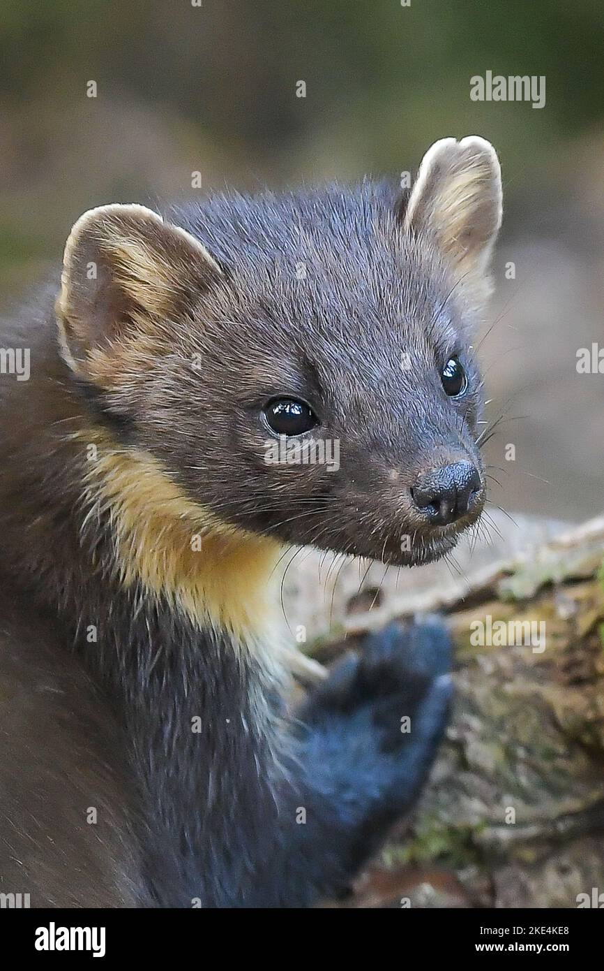 Welsh Pine Marten Stockfoto