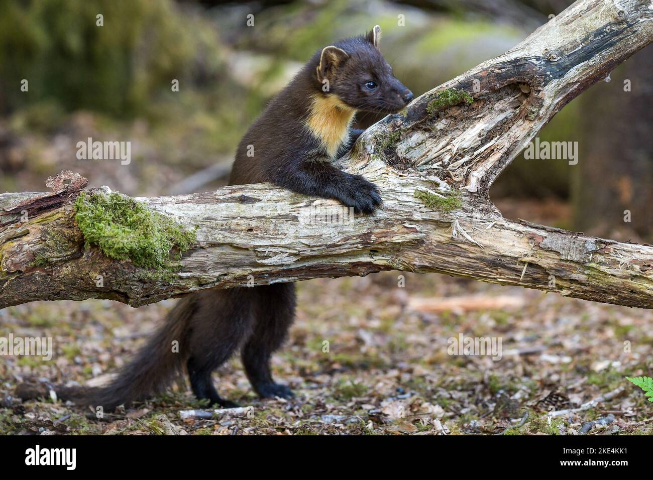 Welsh Pine Marten Stockfoto