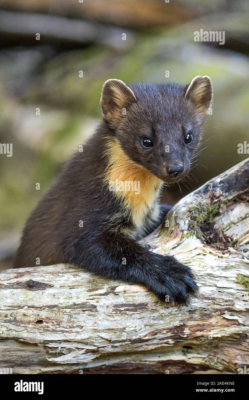 Welsh Pine Marten Stockfoto