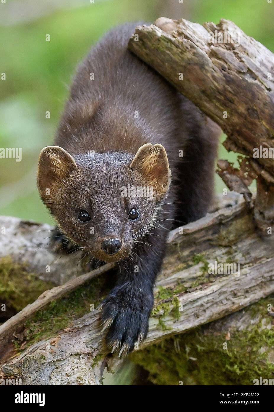 Welsh Pine Marten Stockfoto