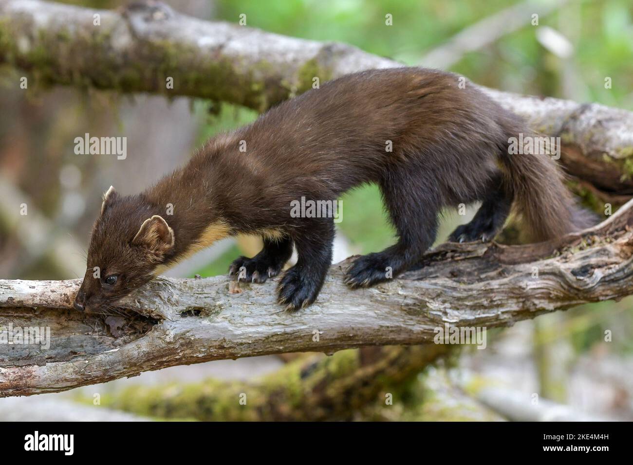 Welsh Pine Marten Stockfoto