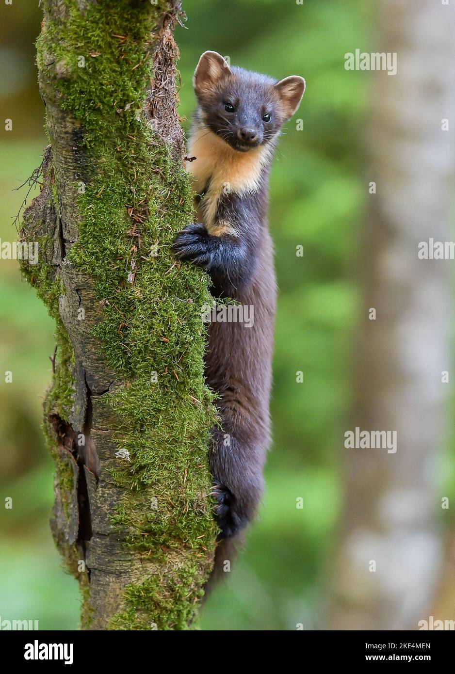 Welsh Pine Marten Stockfoto