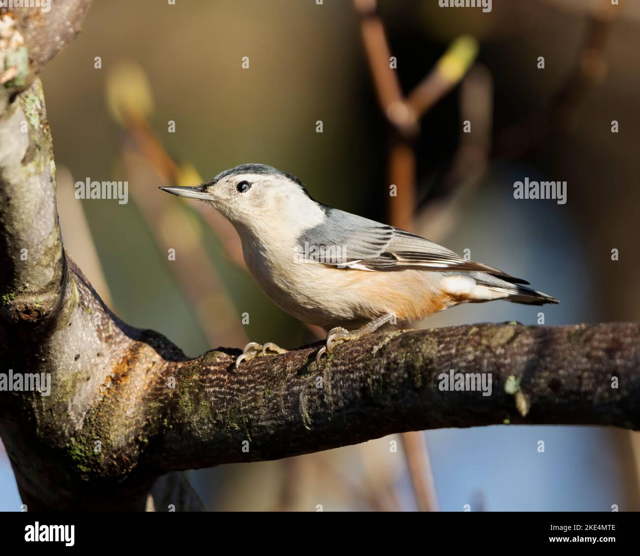 Ein selektiver Fokus eines Weißreiher-Nuthatchs (Sitta carolinensis), der auf einem Baumzweig thront Stockfoto