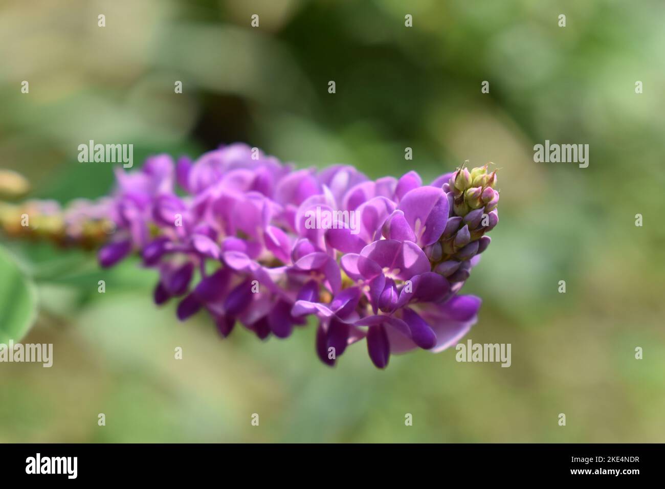 Farbe der Natur Stockfoto