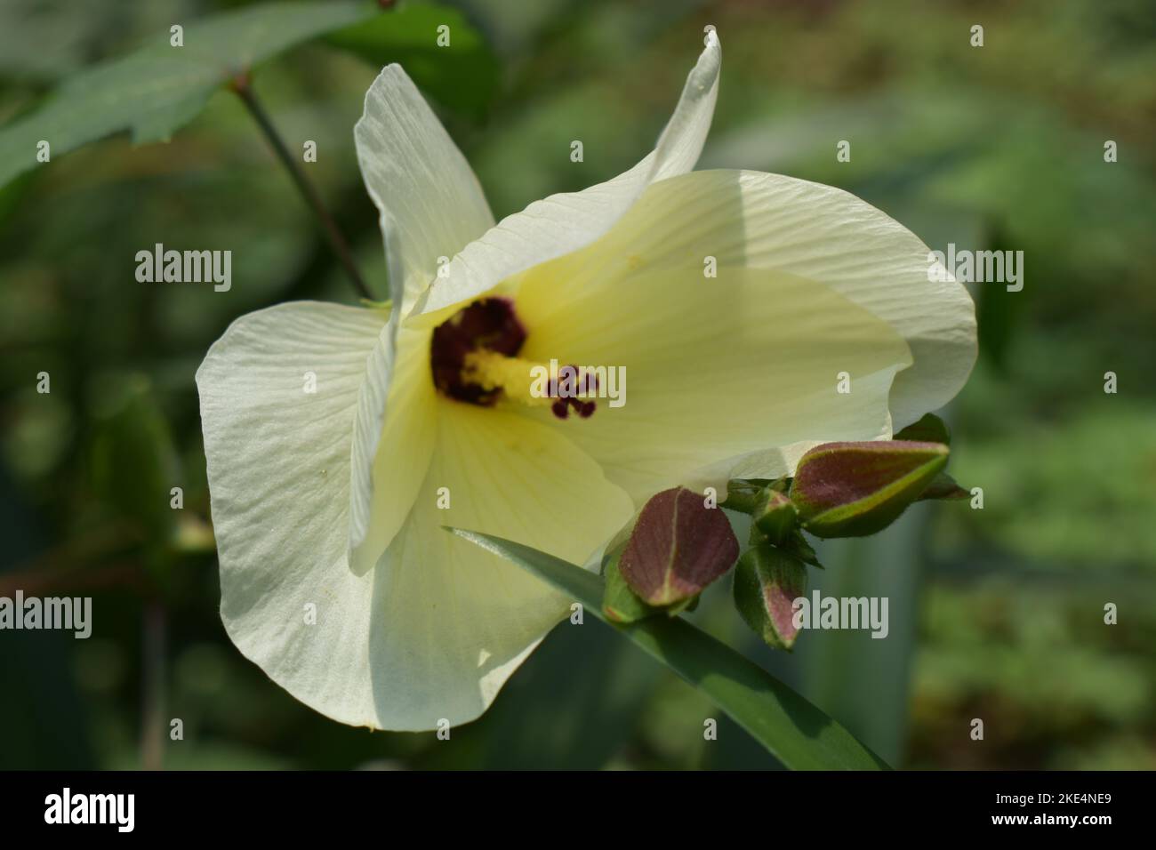 Farbe der Natur Stockfoto