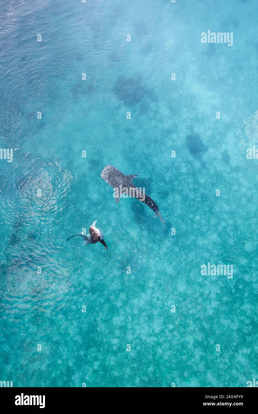 Whalesharks schwimmen in Ozeandrohnen-Luftaufnahmen Cebu Philippinen Stockfoto