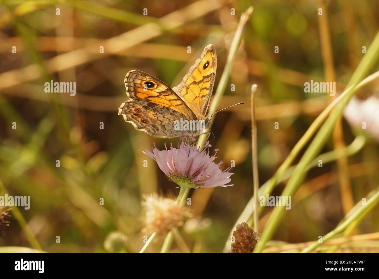 Eine Nahaufnahme eines braunen Schmetterlings (Lasiommata megera) an einer rosa Blume Stockfoto