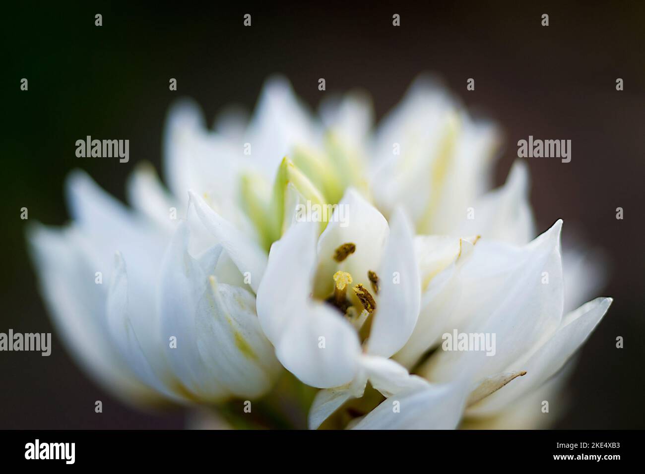 Eine Makroaufnahme einer weißen Brodiaea, Triteleia hyazinthina Blume mit unscharfem Hintergrund Stockfoto