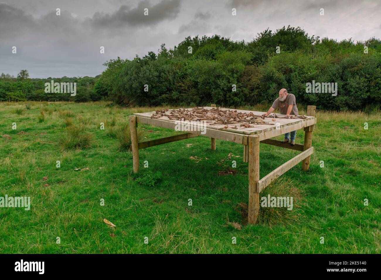 Bild von Jim Wileman - 13/08/21 Derek Gow abgebildet mit einem Himmelstisch, auf der Upcott Grange Farm, Broadwoodwidger, Devon. Stockfoto