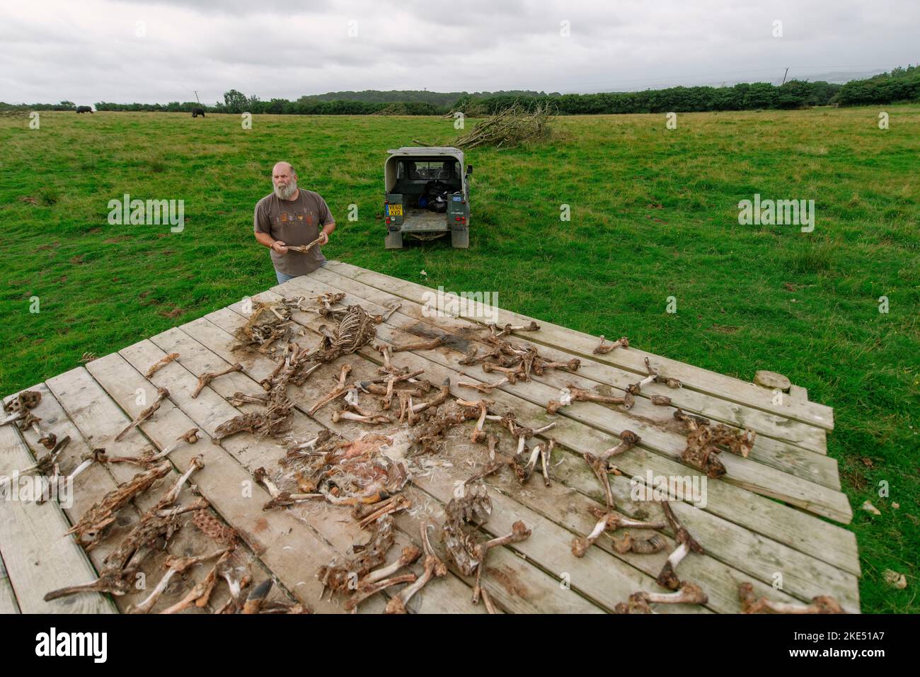 Bild von Jim Wileman - 13/08/21 Derek Gow abgebildet mit einem Himmelstisch, auf der Upcott Grange Farm, Broadwoodwidger, Devon. Stockfoto