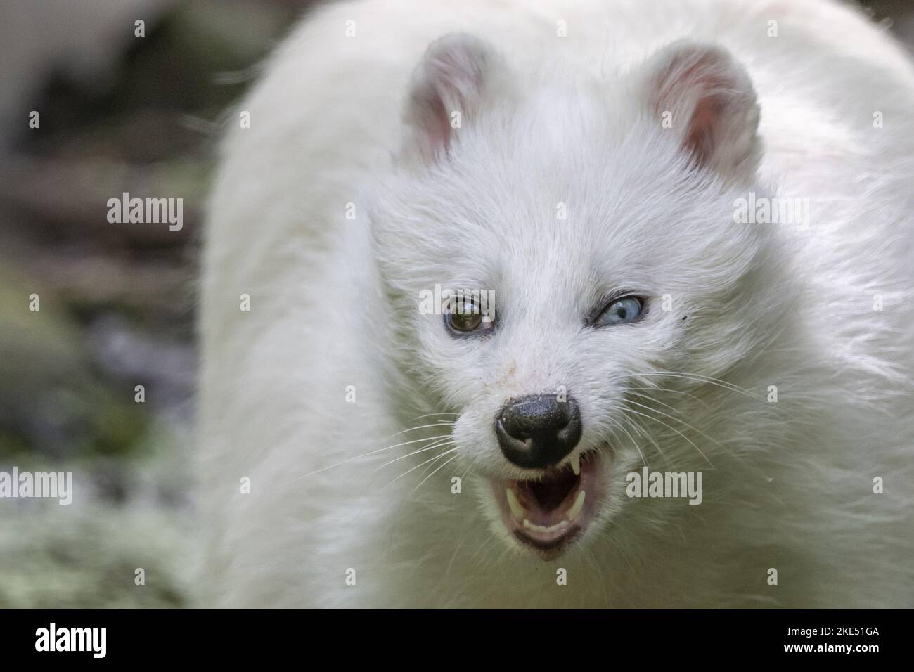 Raccoon Dog Portrait Stockfoto