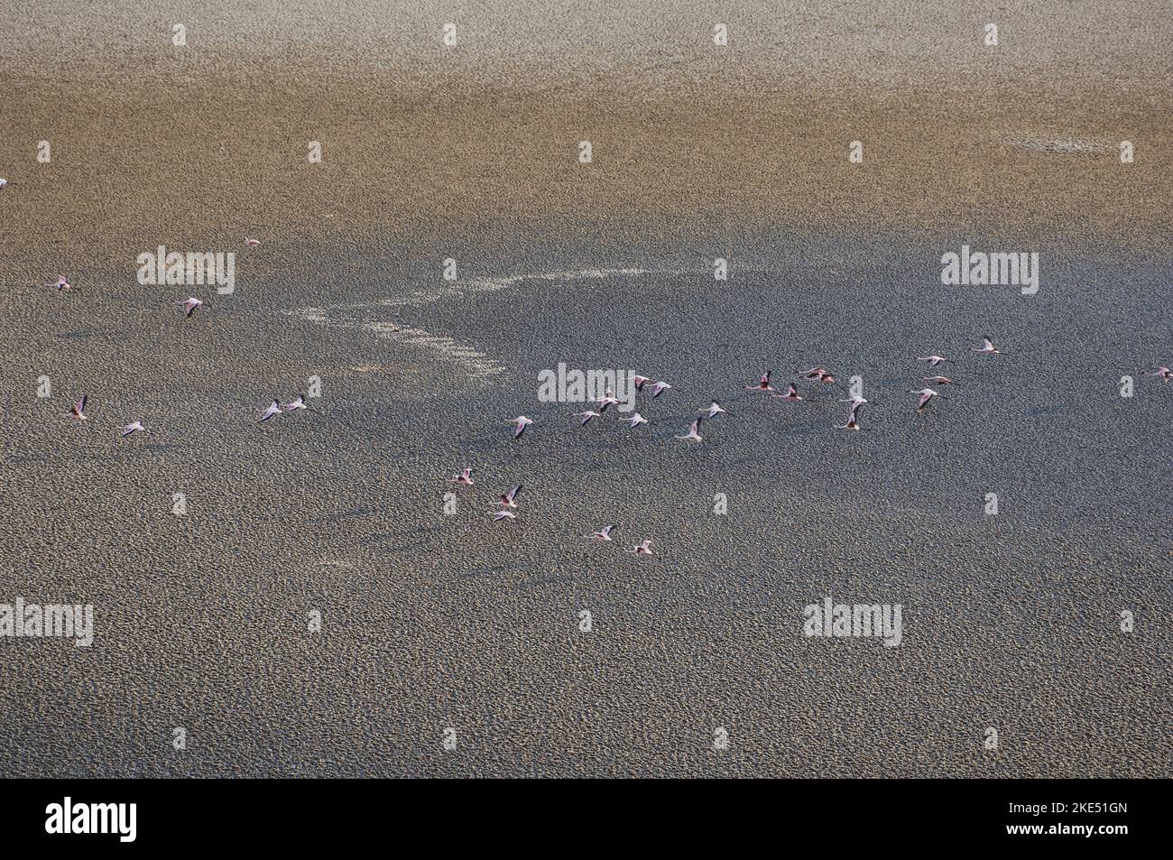 Fliegende Flamingos Stockfoto