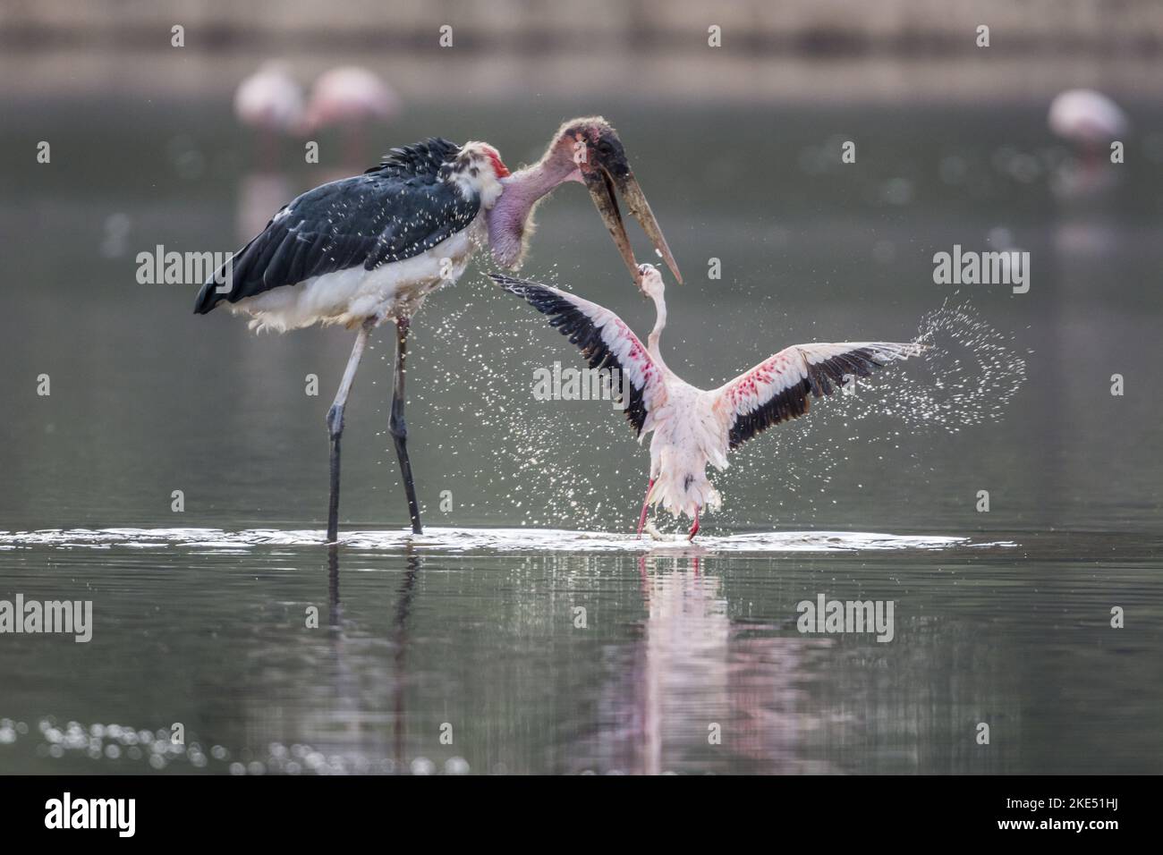Marabou Storch tötet Flamingo Stockfoto