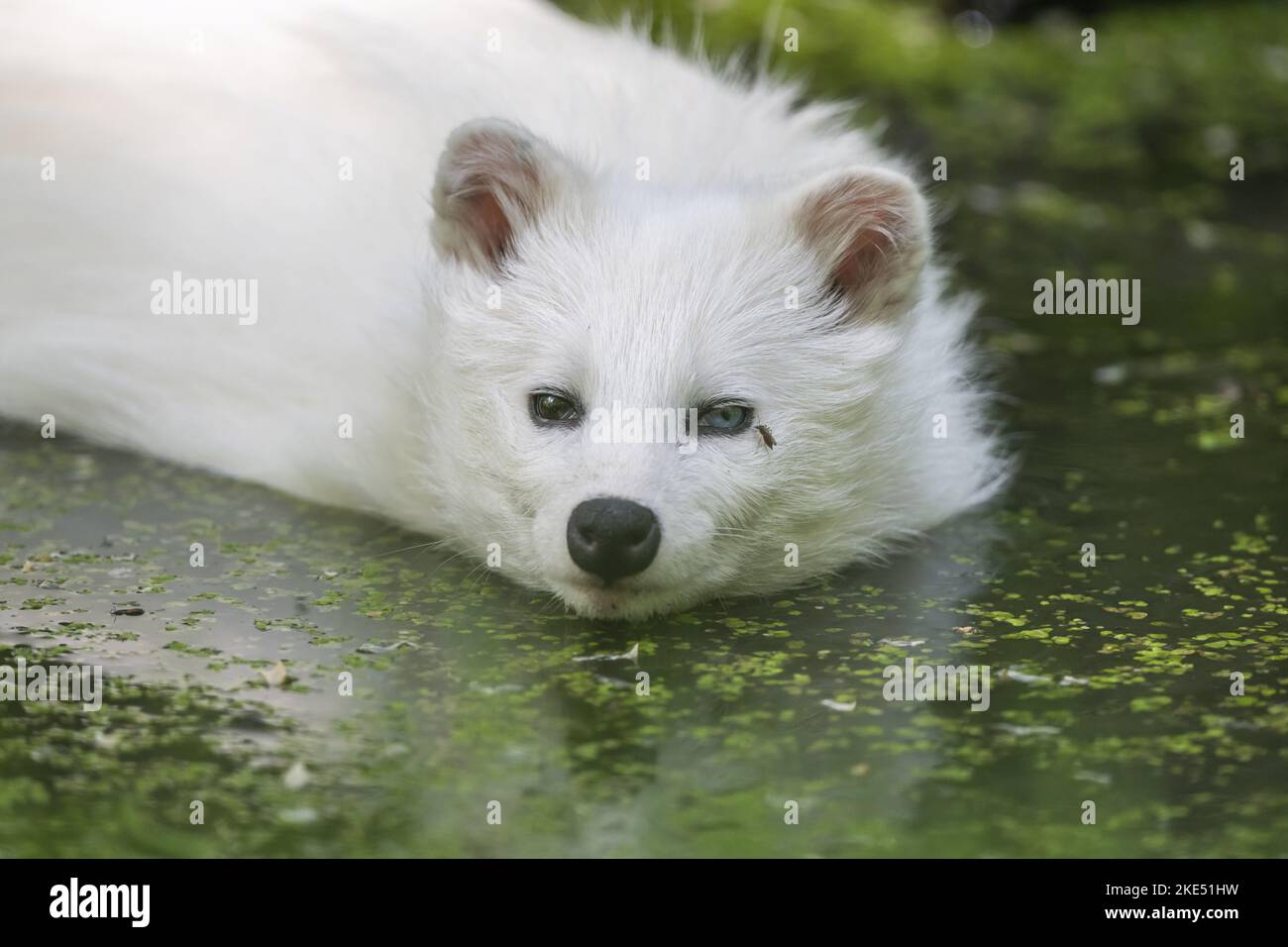 Waschbär Hund im Wasser Stockfoto