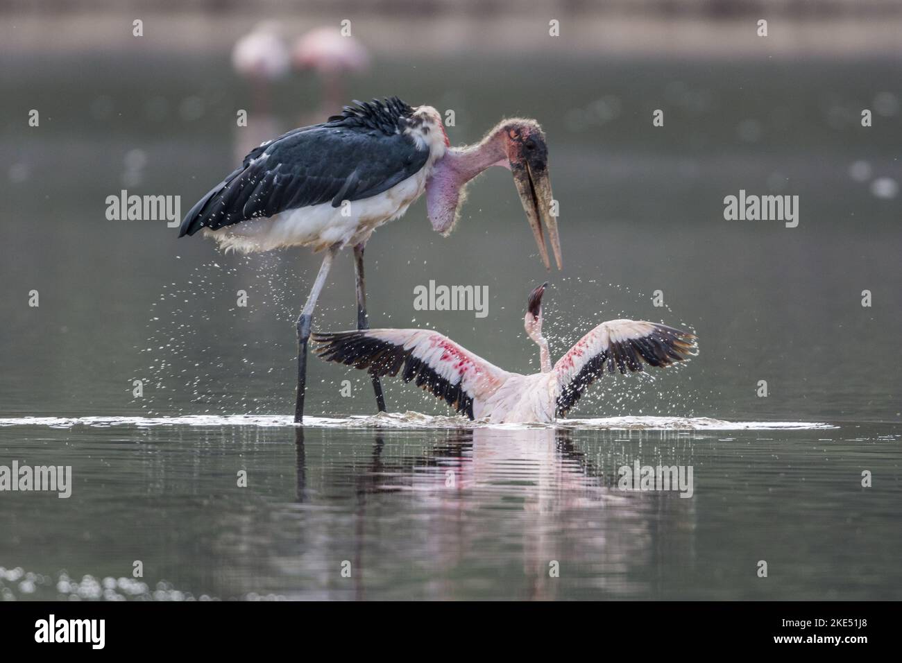 Marabou Storch tötet Flamingo Stockfoto