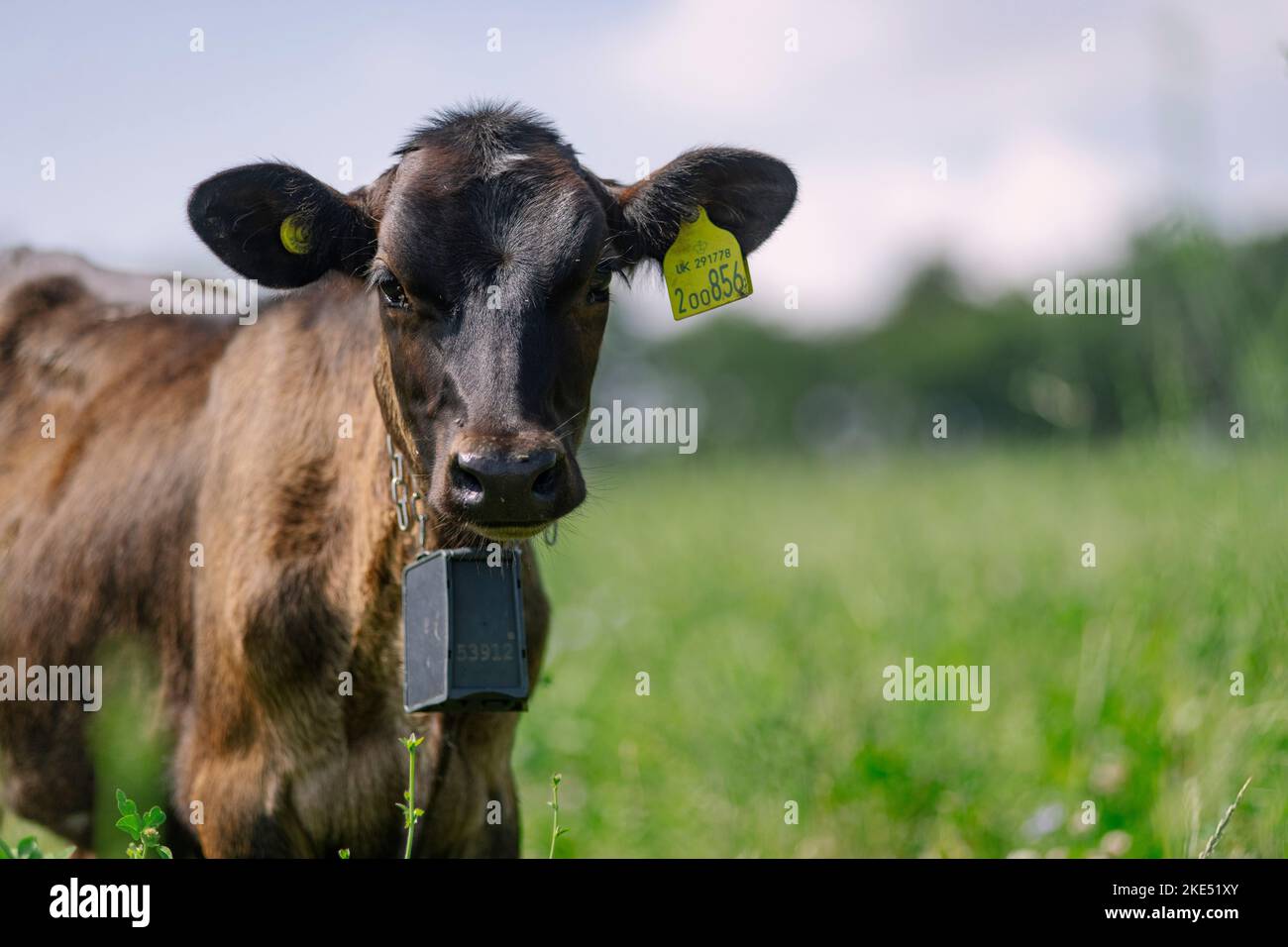 Rinder und Kühe, die Nofence-Halsbänder tragen, ein System, das es ermöglicht, Rinder mit einem harmlosen Halsbandsystem zu kontrollieren. Stockfoto