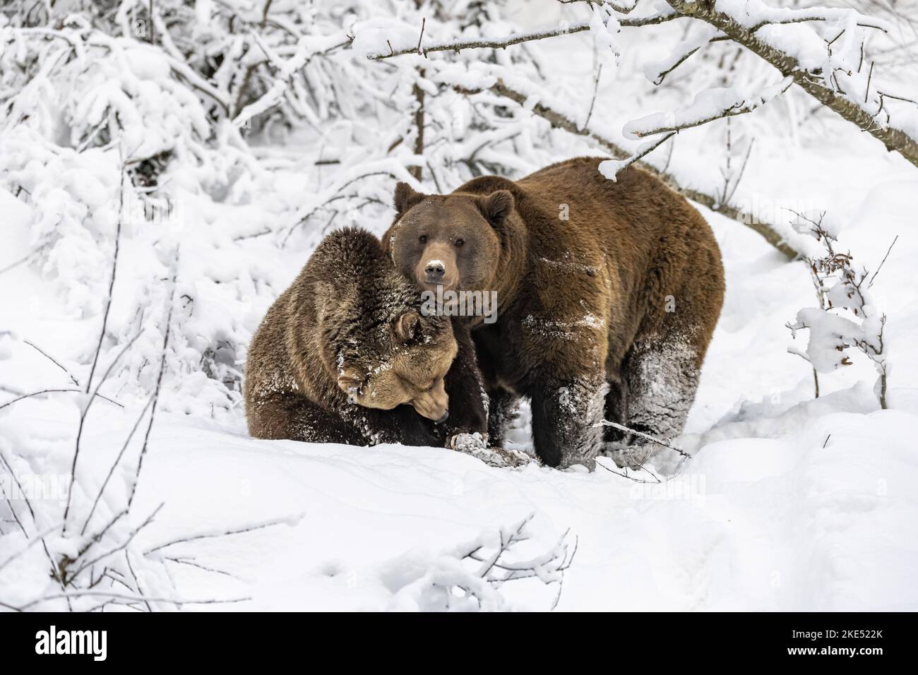 Braunbären im Schnee Stockfoto