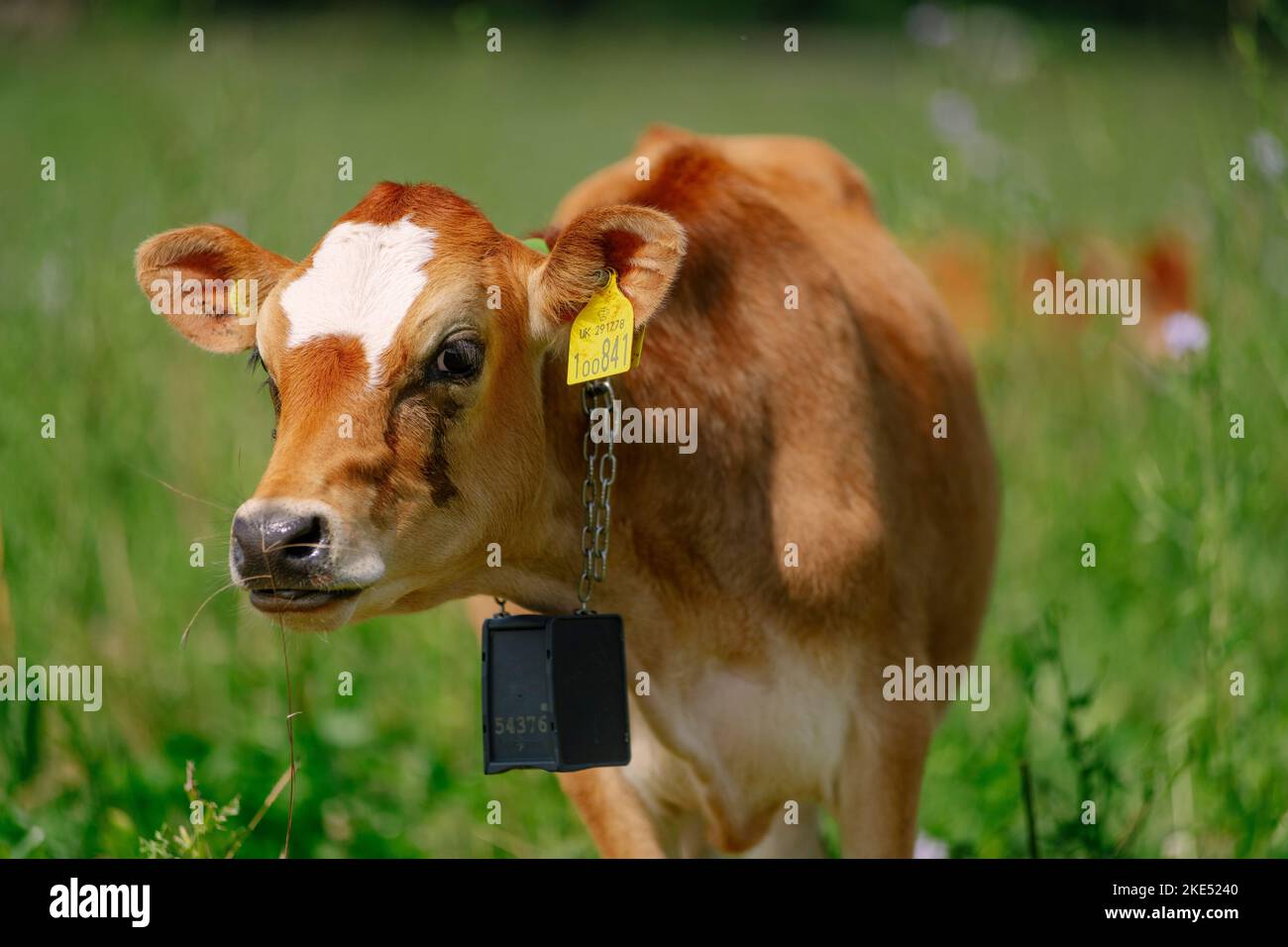 Rinder und Kühe, die Nofence-Halsbänder tragen, ein System, das es ermöglicht, Rinder mit einem harmlosen Halsbandsystem zu kontrollieren. Stockfoto