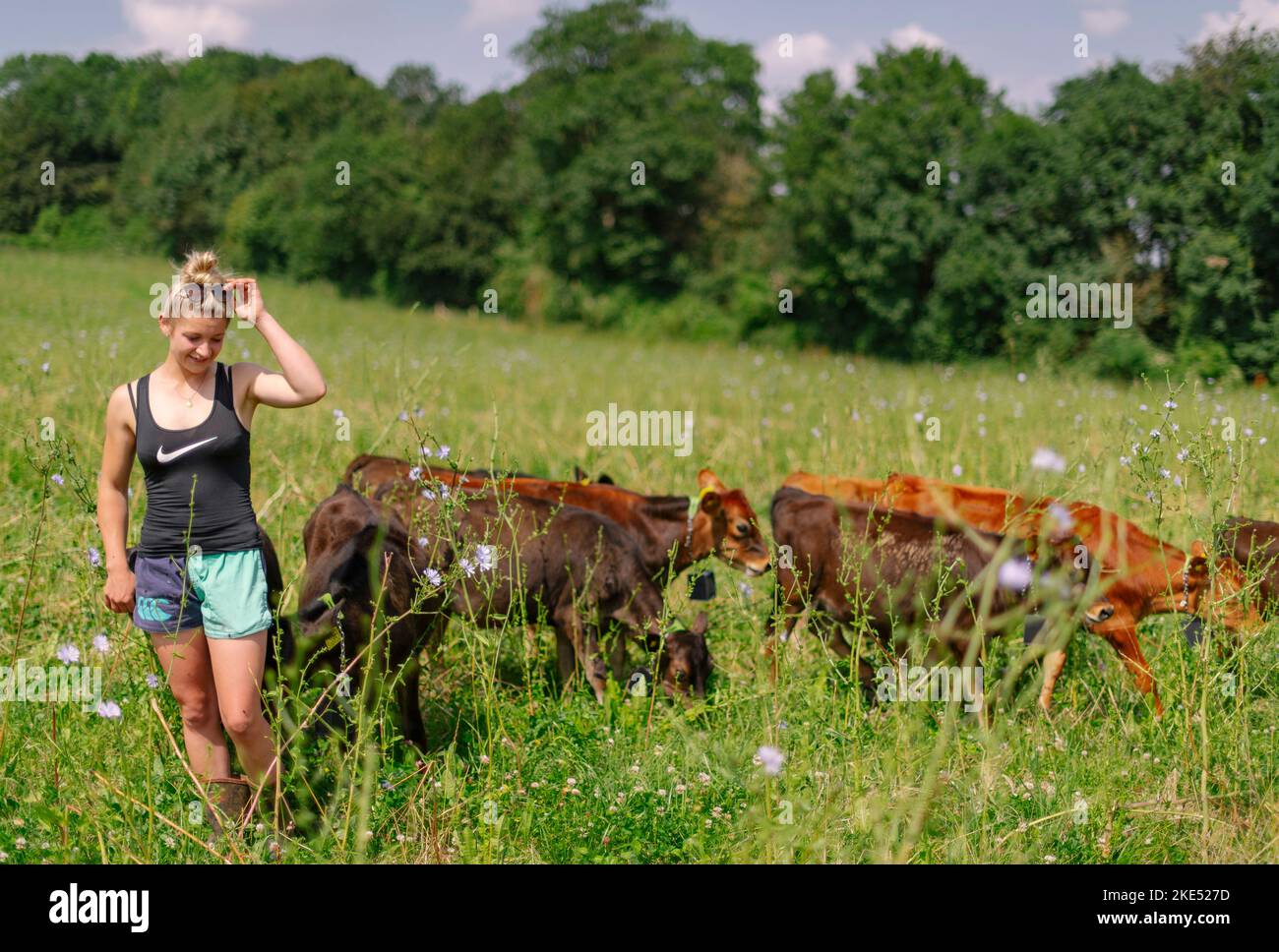 Rinder und Kühe, die Nofence-Halsbänder tragen, ein System, das es ermöglicht, Rinder mit einem harmlosen Halsbandsystem zu kontrollieren. Stockfoto