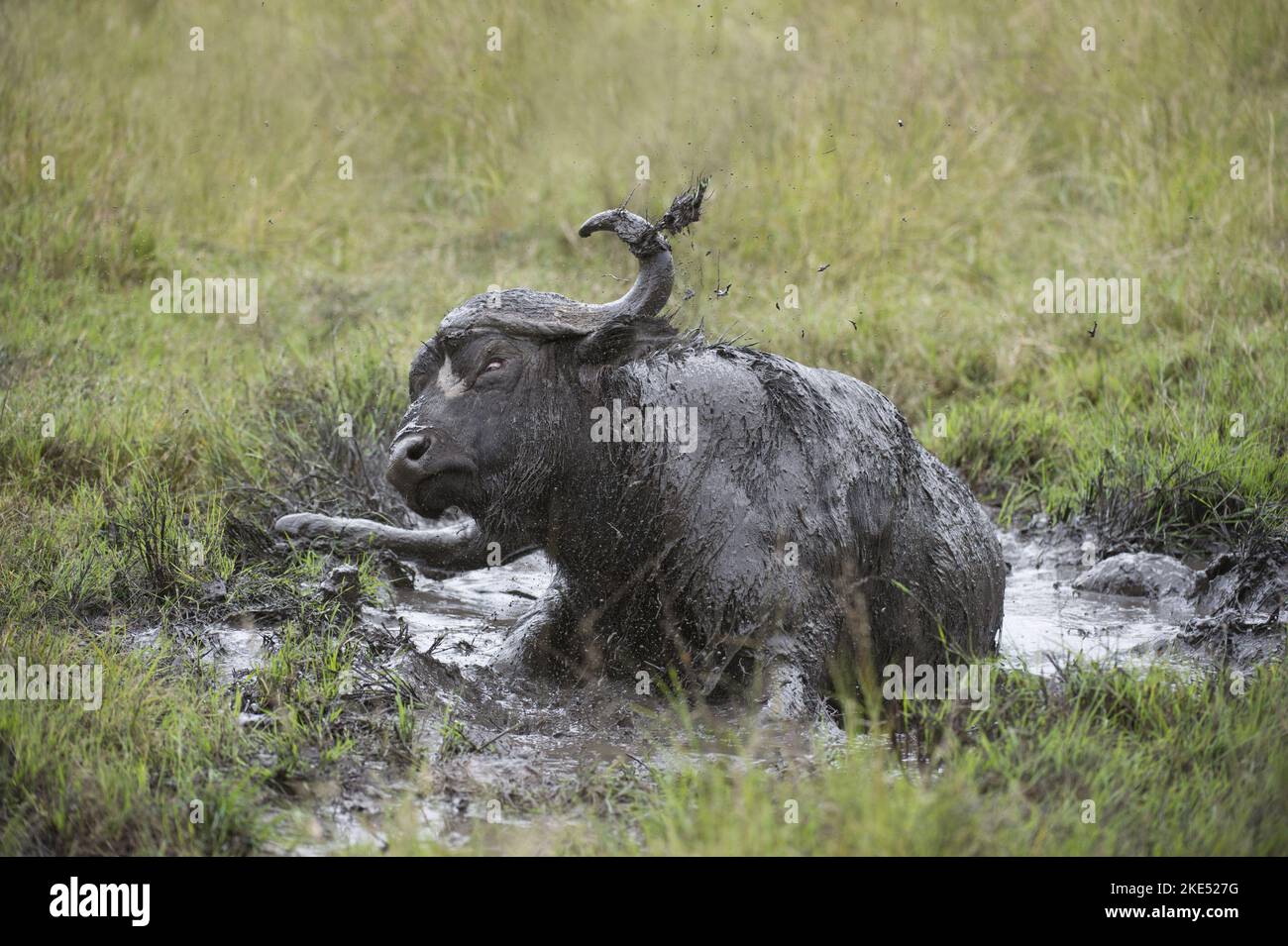 Wasserbüffel im Schlamm Stockfoto