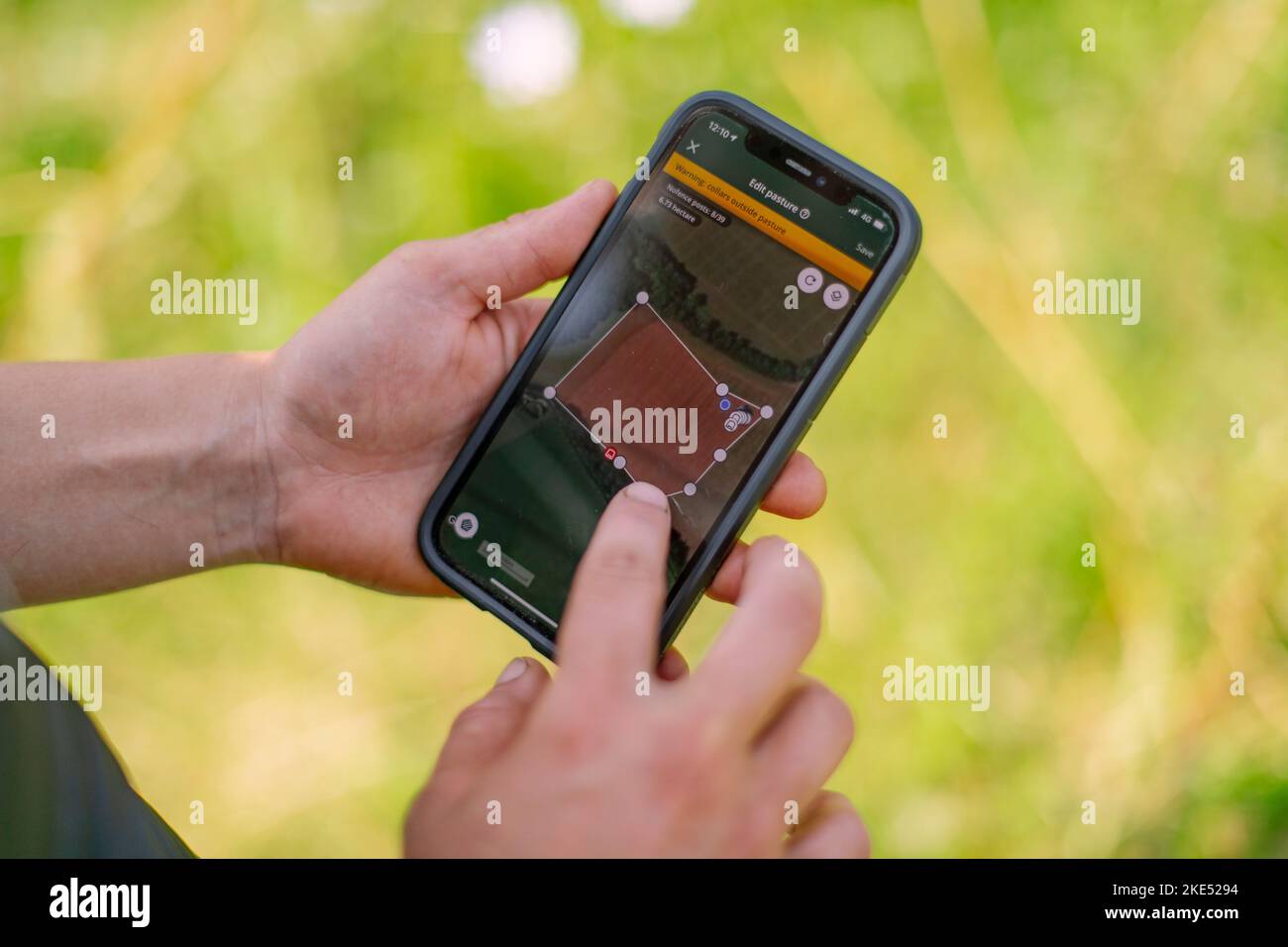 Rinder und Kühe, die Nofence-Halsbänder tragen, ein System, das es ermöglicht, Rinder mit einem harmlosen Halsbandsystem zu kontrollieren. Stockfoto