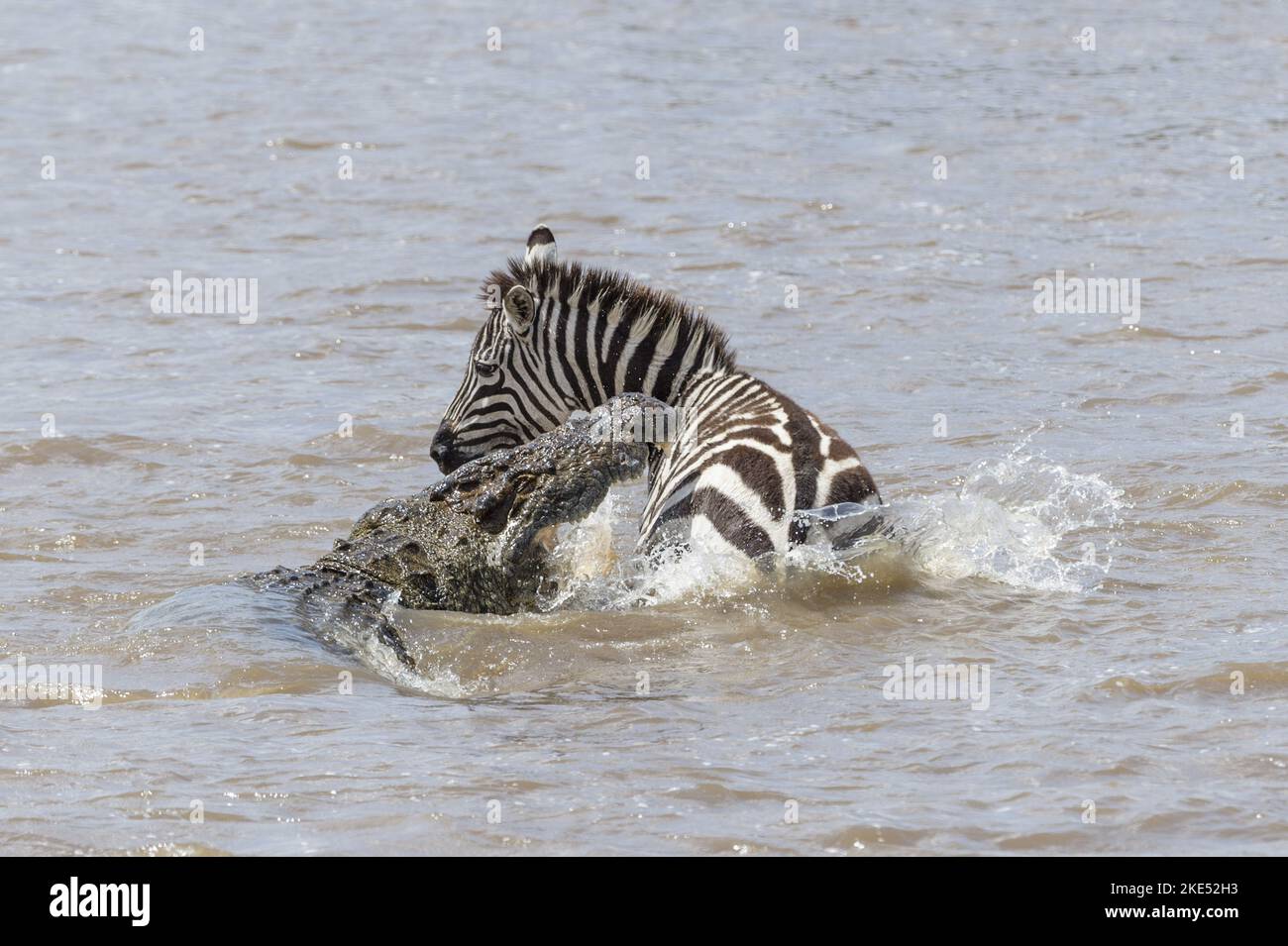 Nilkrokodil tötet Zebra Stockfoto