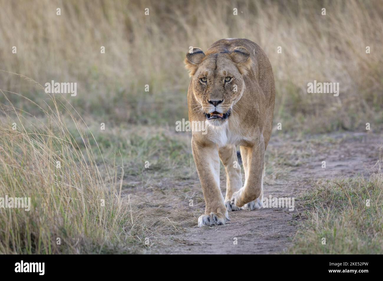 Löwin Stockfoto