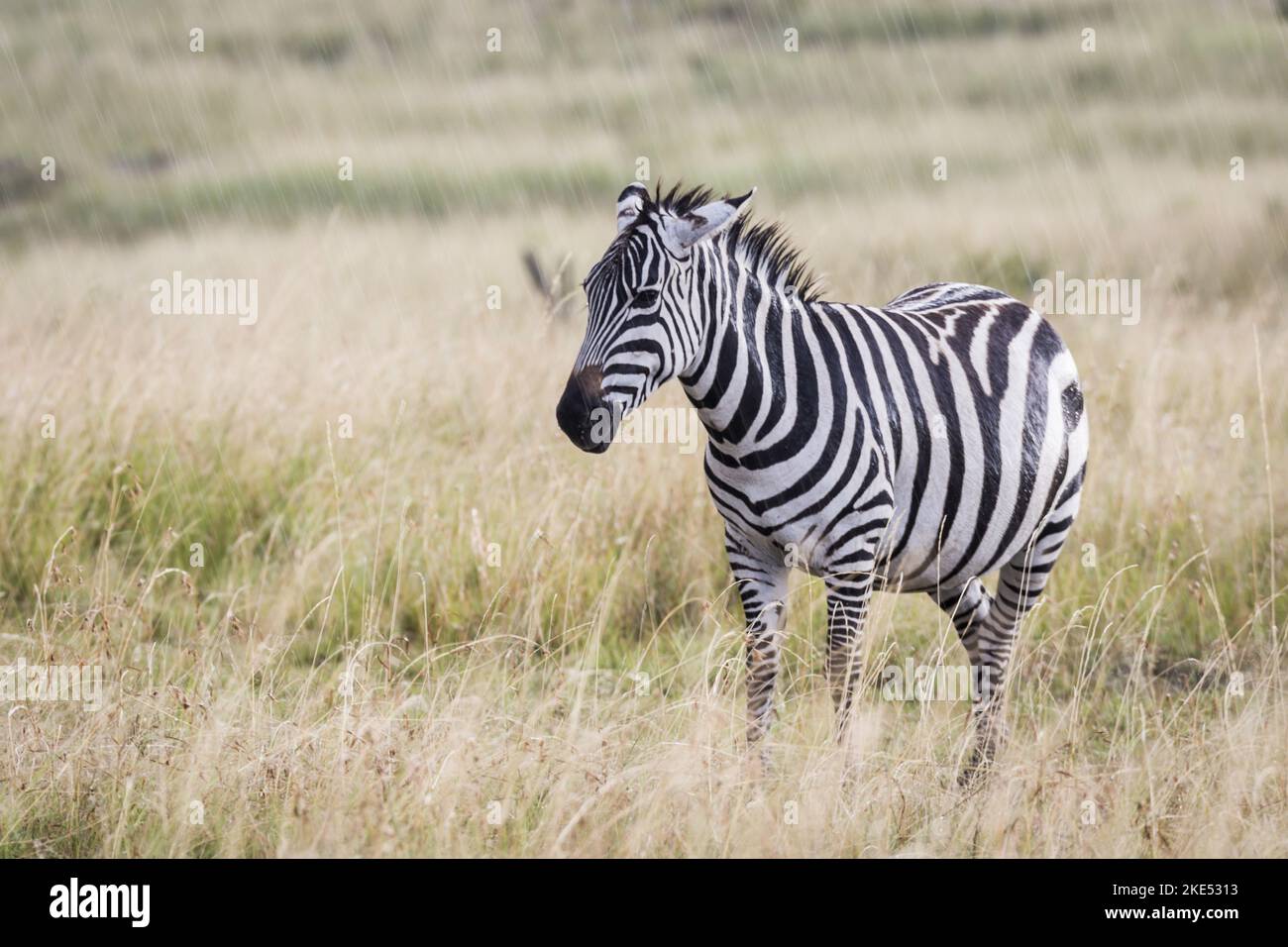 Zebra im Regen Stockfoto