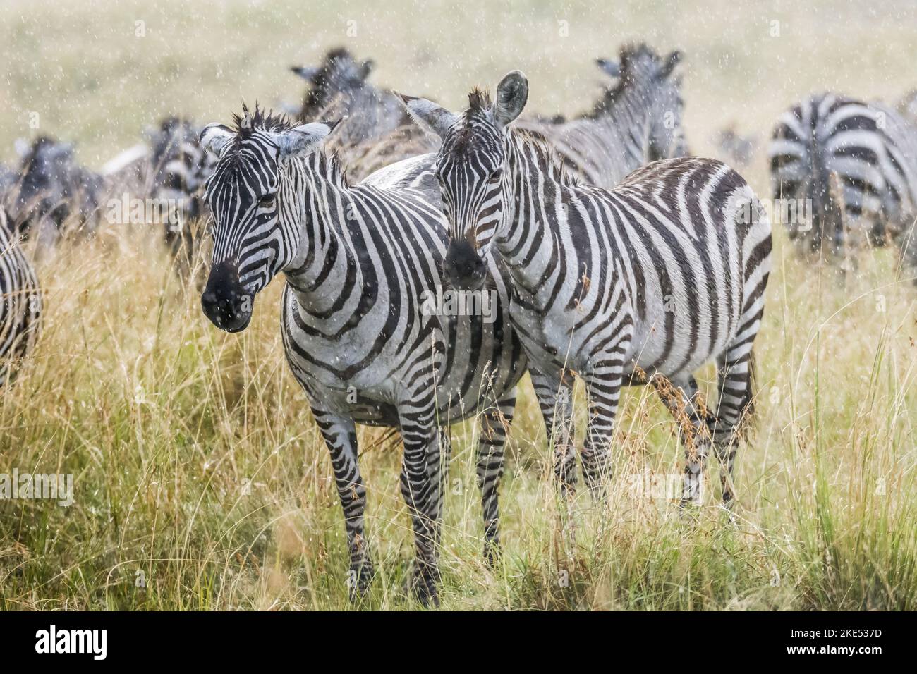 Zebras im Regen Stockfoto