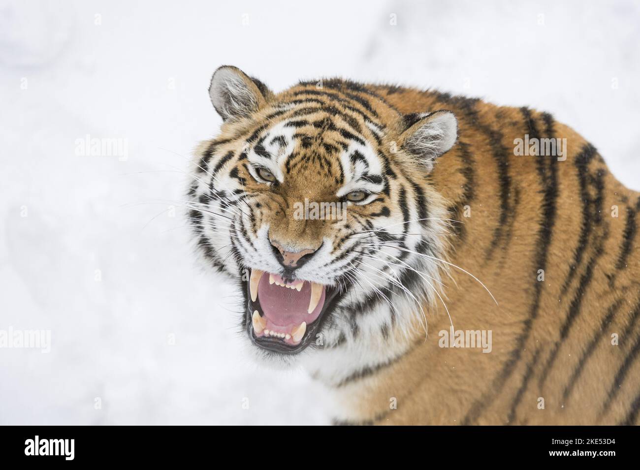 Sibirische Tiger Porträt Stockfoto