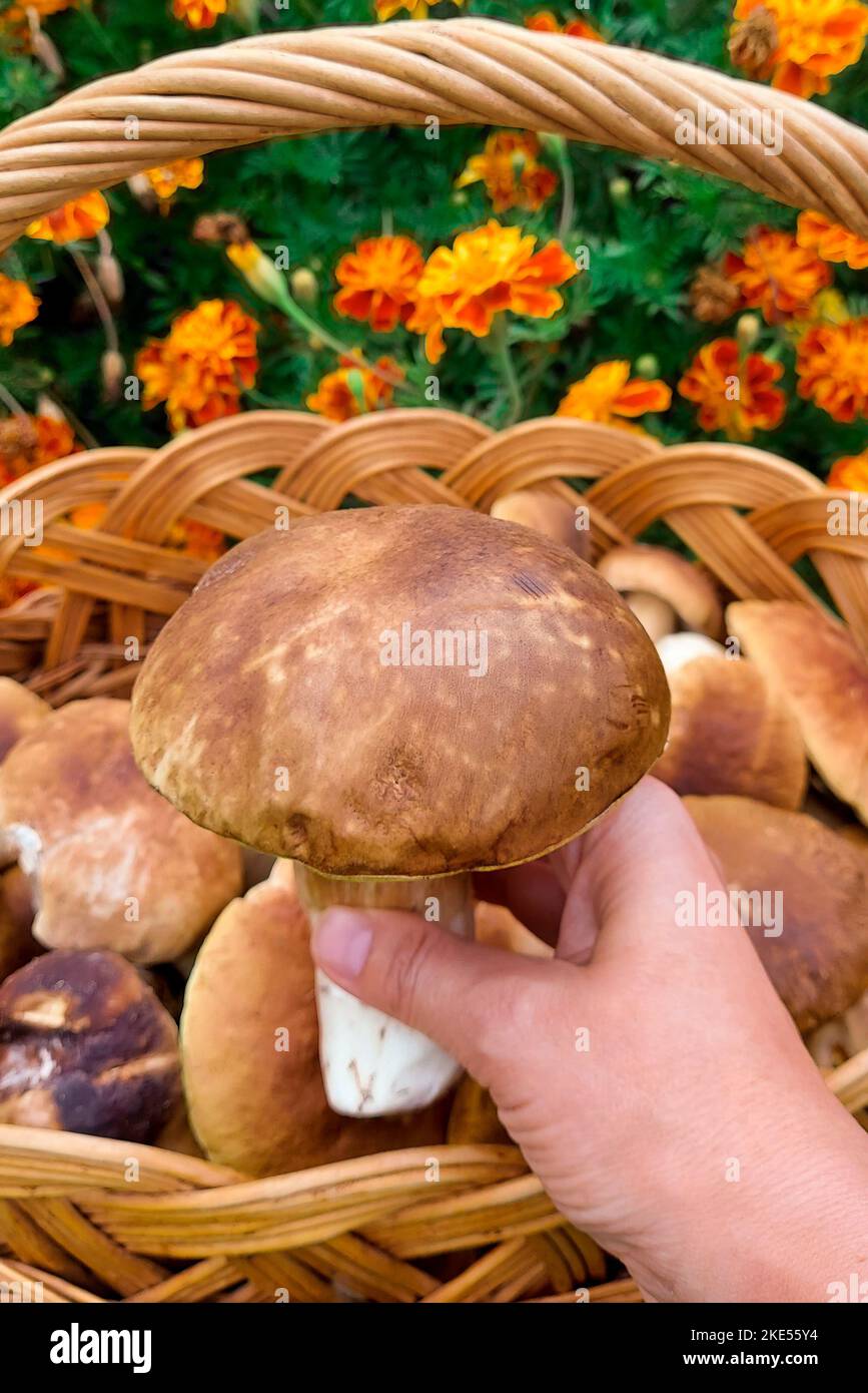 Pilze in der Hand einer Frau auf dem Hintergrund eines Pilzkorbs Stockfoto