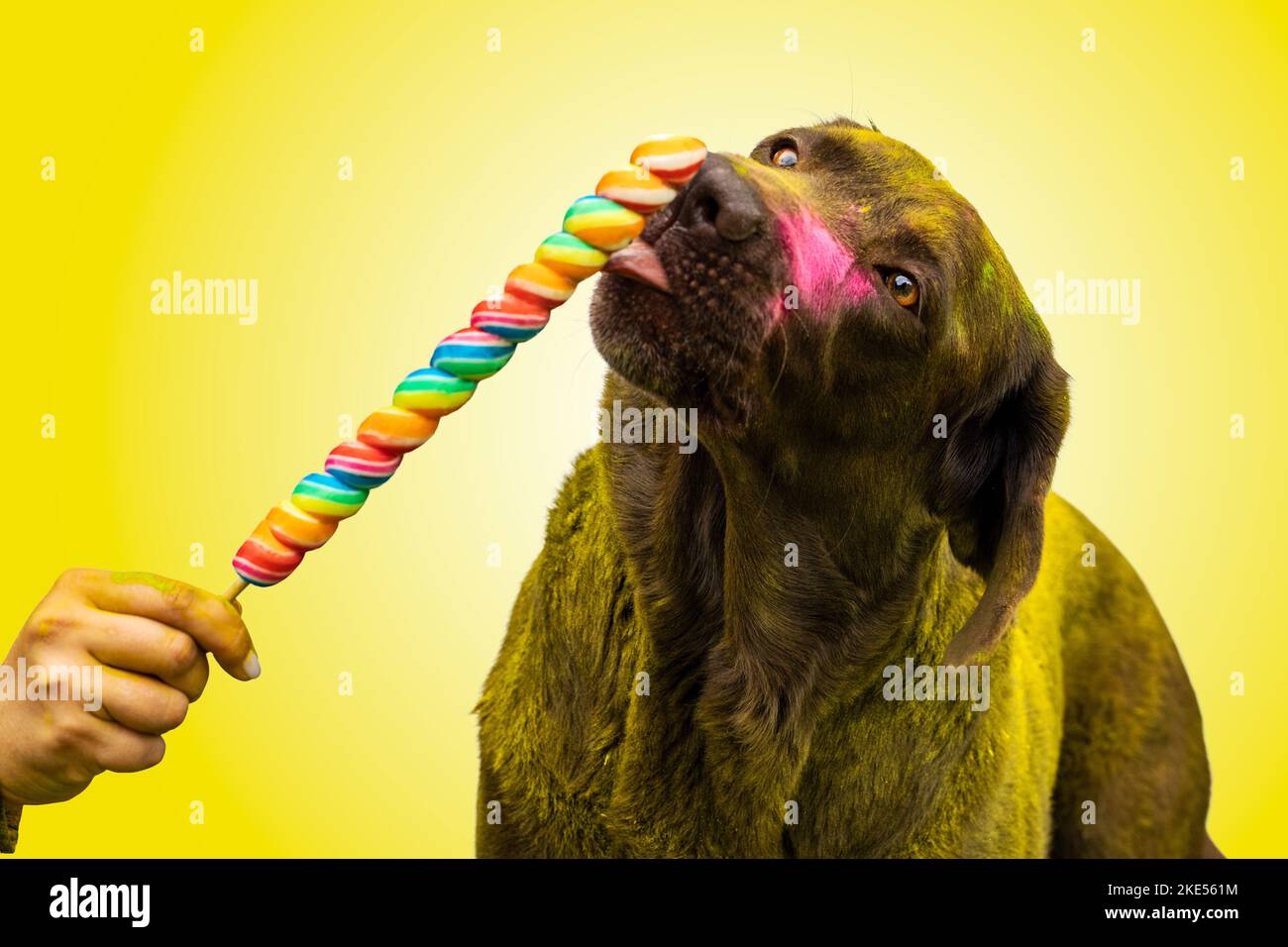 schwarzer Labrador Retriever Stockfoto