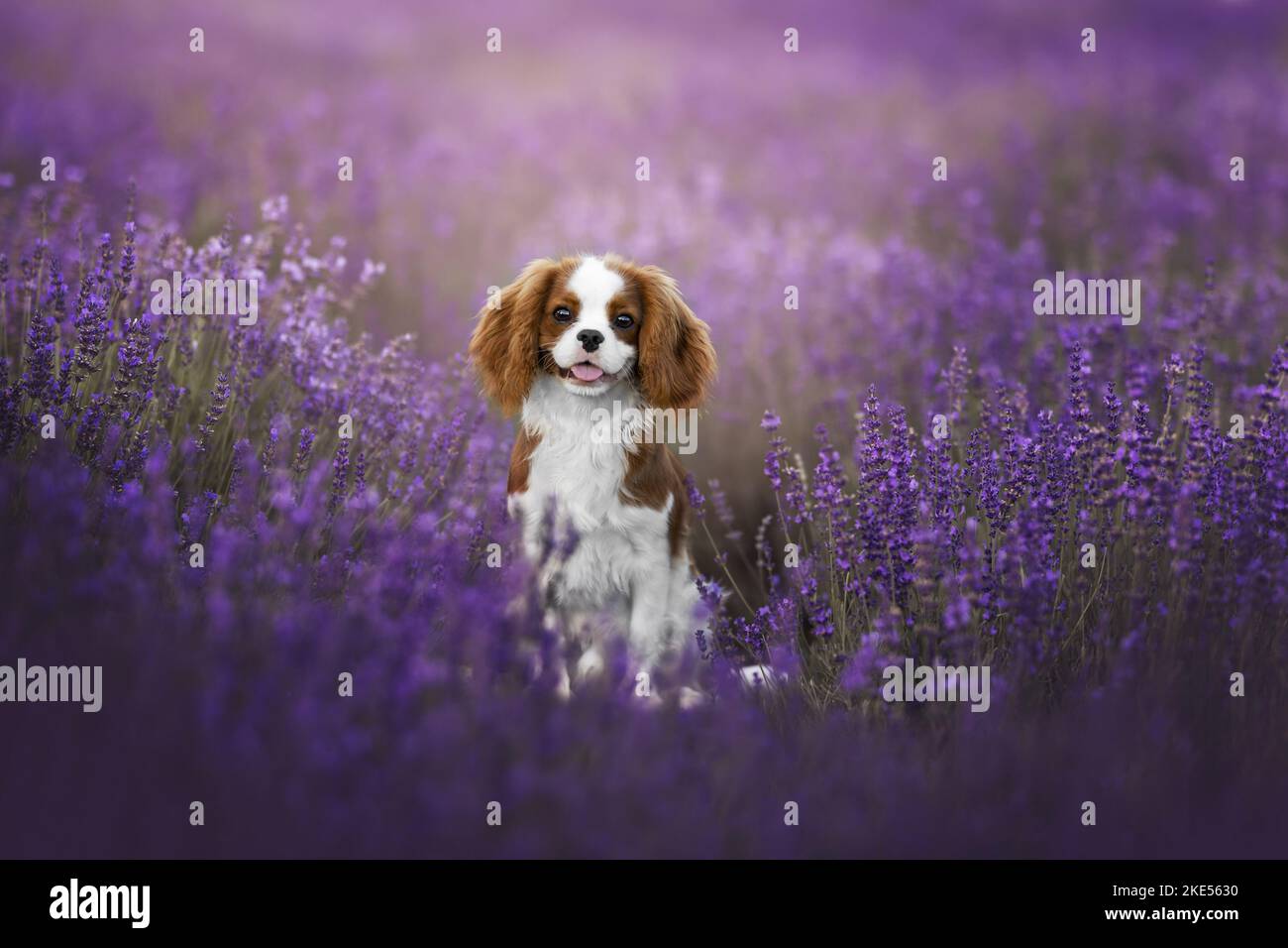 Cavalier King Charles Spaniel im Sommer Stockfoto