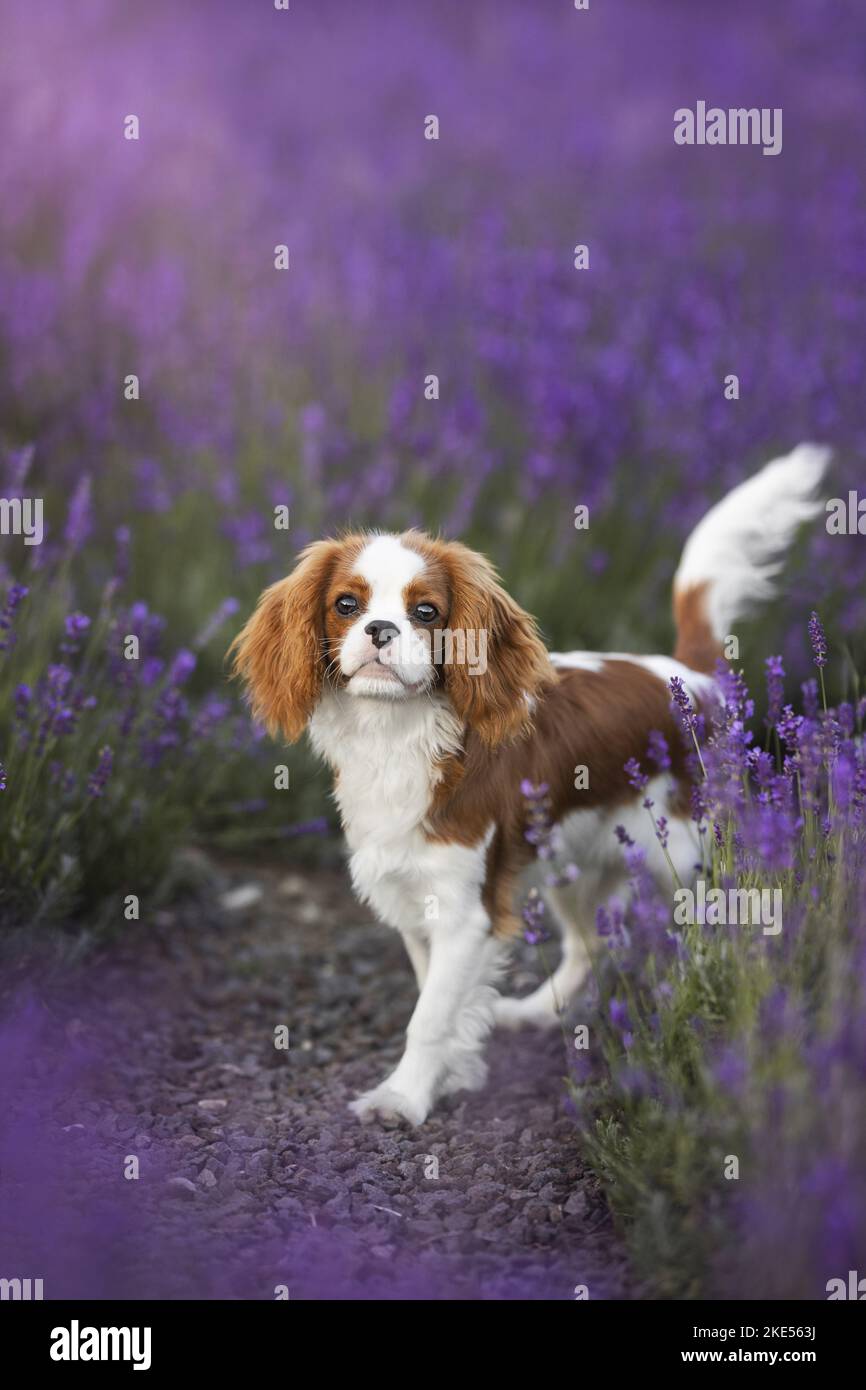 Cavalier King Charles Spaniel im Sommer Stockfoto