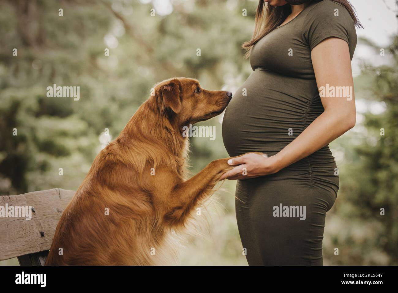 Schwanger Frau und Nova Scotia Duck Tolling Retriever Stockfoto