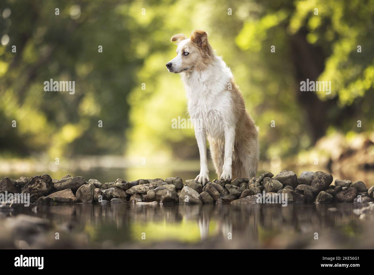 Border Collie am Ufer Stockfoto