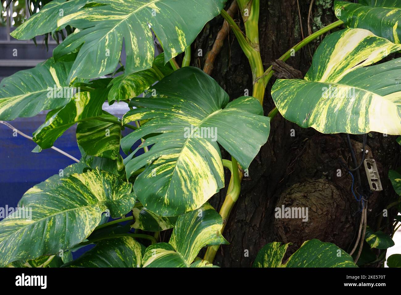 Eipremnum aureum (auch Goldener Pothos, CeylonKriechgang, Jägerrobe