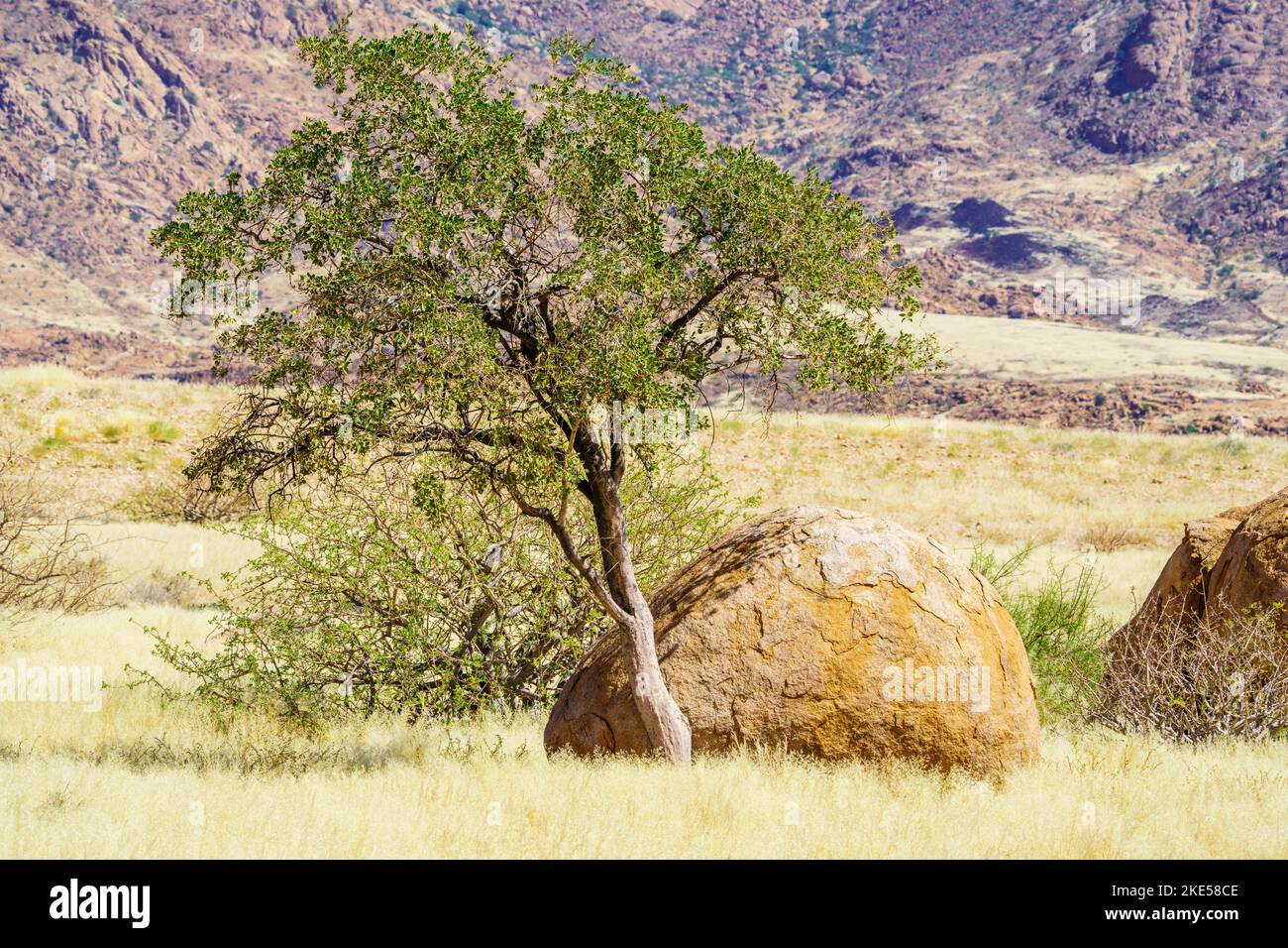 Der Baum des grünen Schafs wächst zwischen orangen Felsen und Felsbrocken. Die Felsen leuchten wunderschön in der späten Nachmittagssonne. Damaraland, Namibia, Afrika Stockfoto