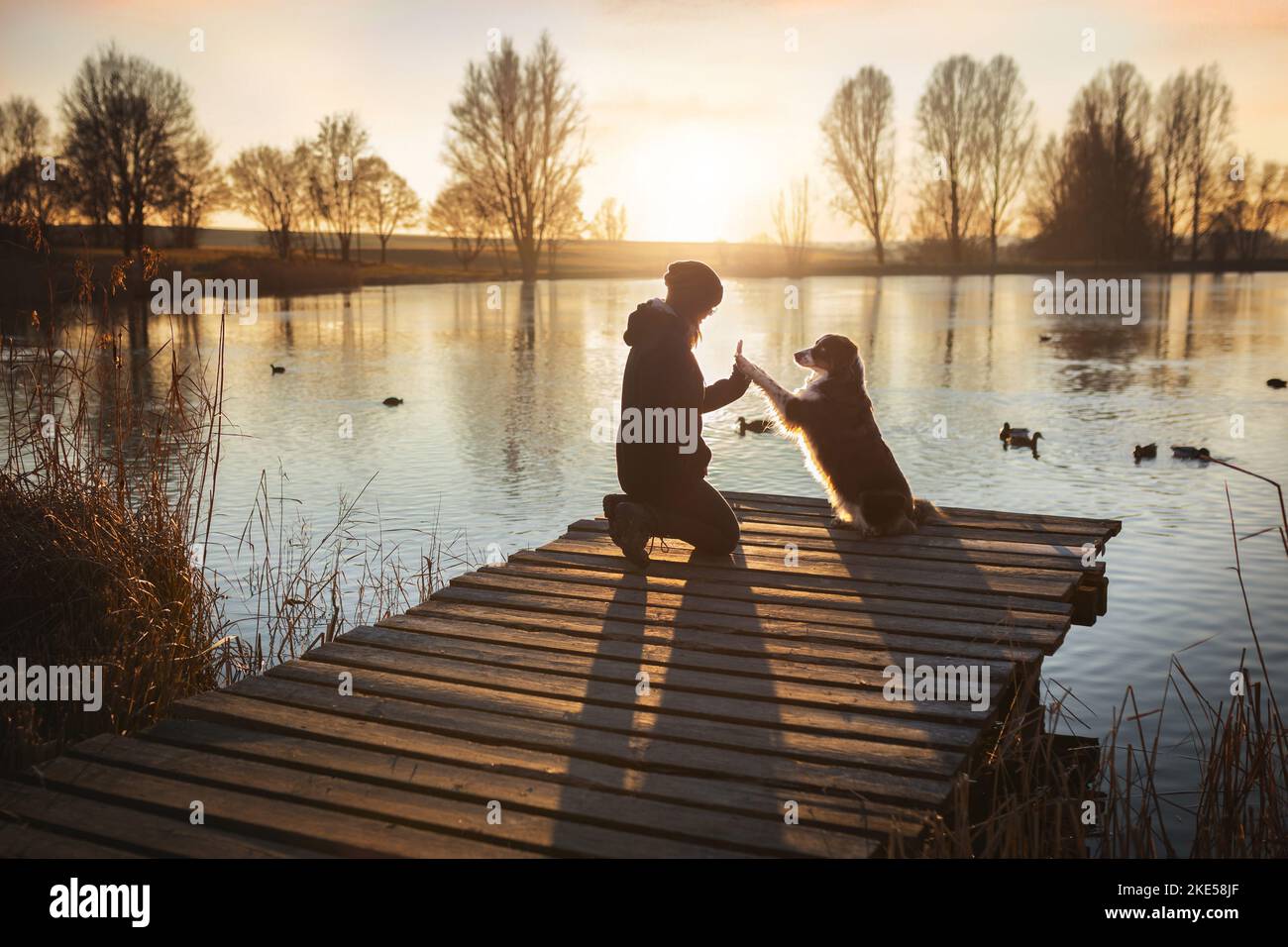 Frau und Australian Shepherd Stockfoto