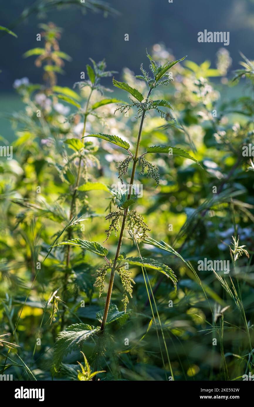 Urtica dioica, stechende Brennnessel Stockfoto