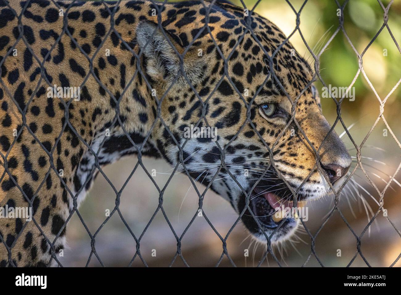 Nahaufnahme eines Leoparden im San Diego Zoo Stockfoto