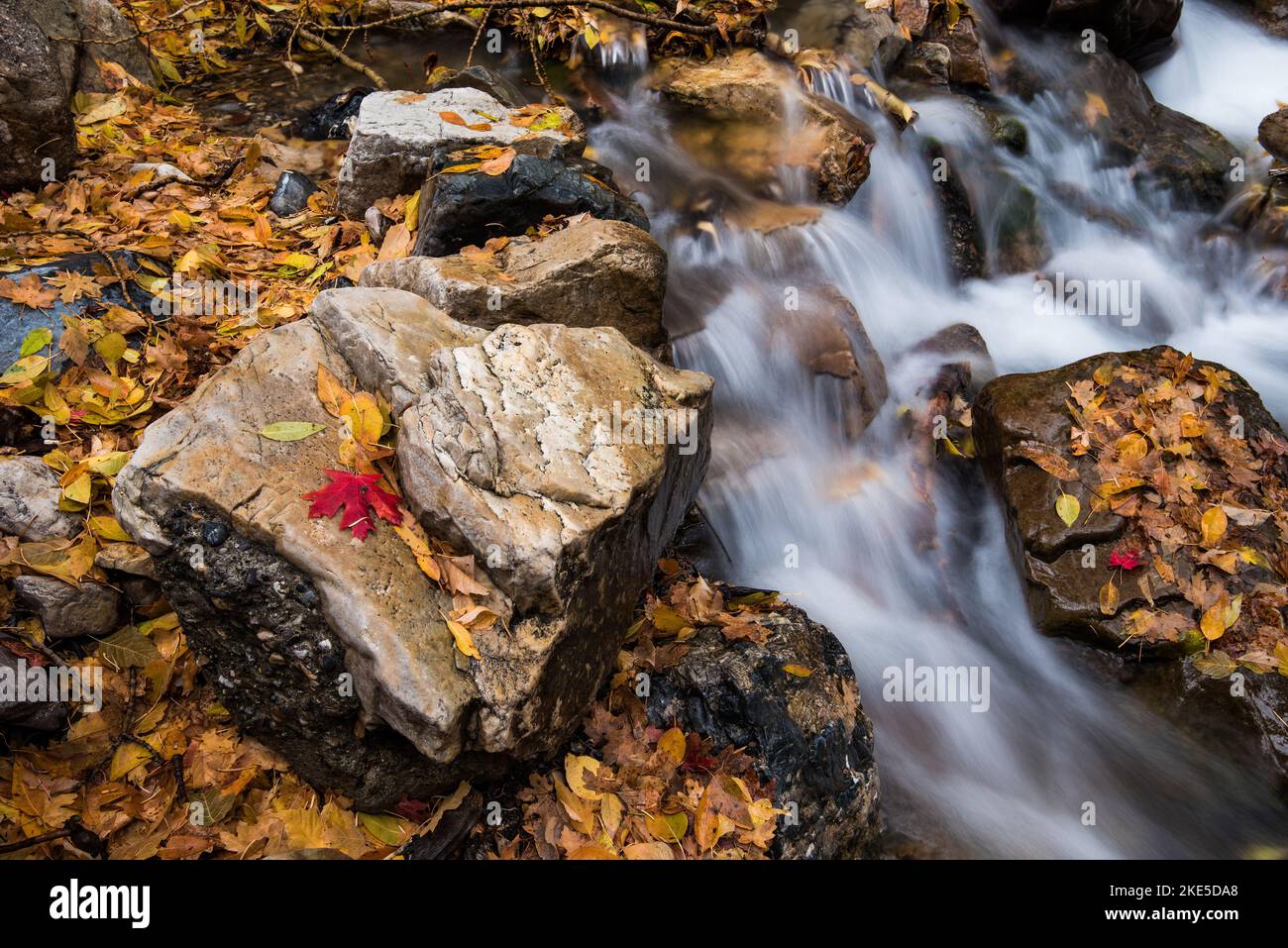 Kaskadierende Gebirgsbach mit herbstlichen Herbstblättern. Die Natur schafft zusätzliche Schönheit, nachdem die Blätter gefallen sind. Waldboden ist eine weitere Palette. Stockfoto